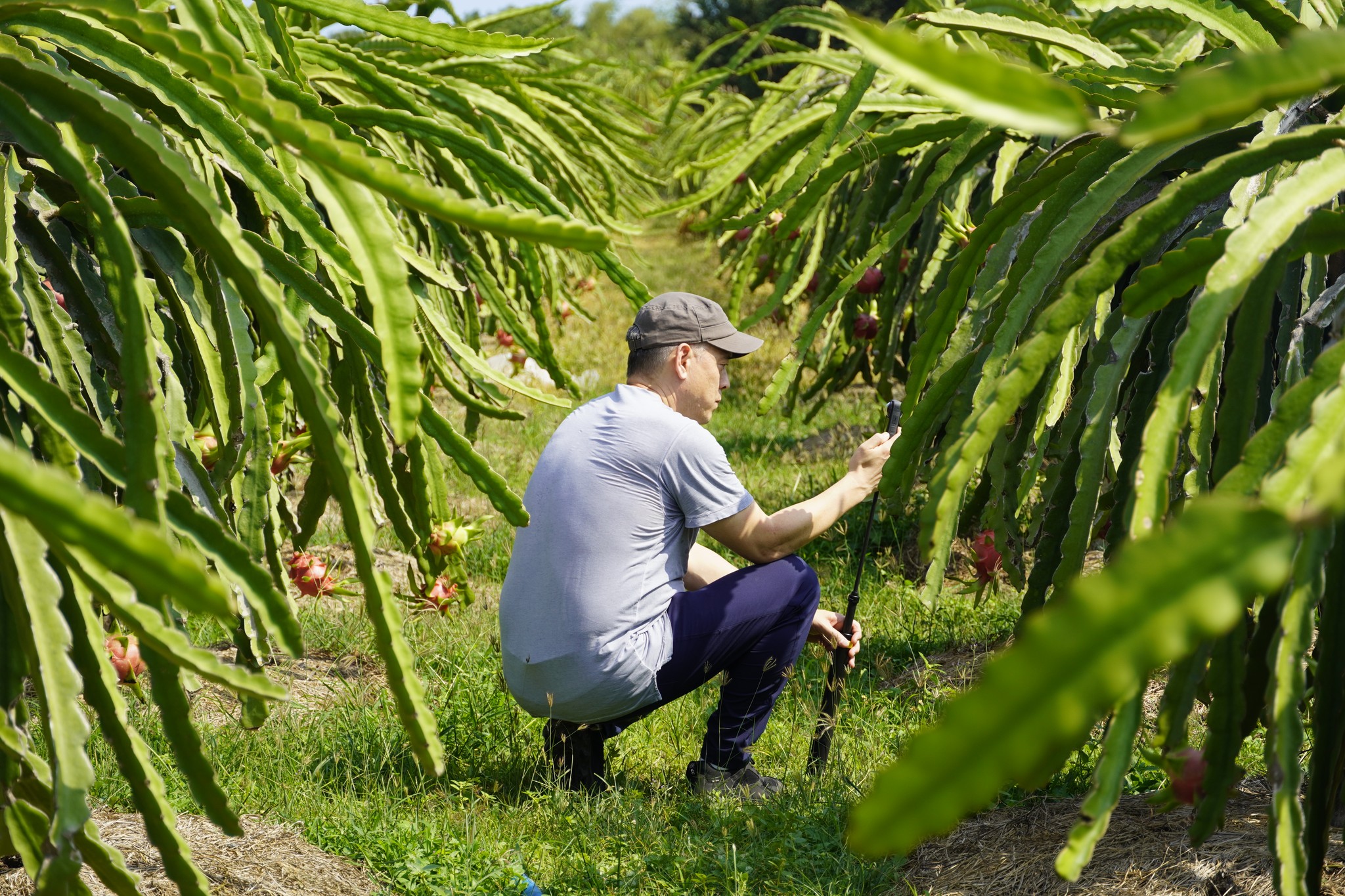 SCIENTISTS FROM INTERNATIONAL UNIVERSITY SUPPORT FARMERS IN BÌNH THUẬN AND NINH THUẬN PROVINCE